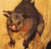 vačnatec Possum